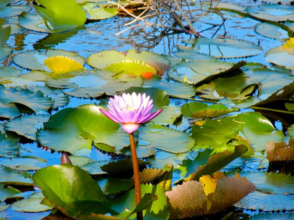 Nymphaea nouchali-1 - Online Flower Garden Nymphaea nouchali