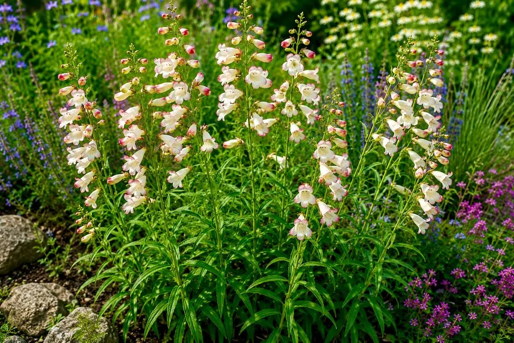 Penstemon Thorn-1 - Online Flower Garden Penstemon'Thorn'