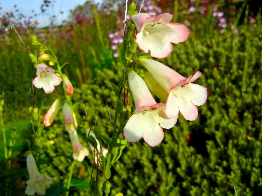 Penstemon Thorn - Online Flower Garden Penstemon 'Thorn'