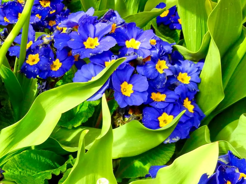 Primula'Crescendo Blue Shades'
