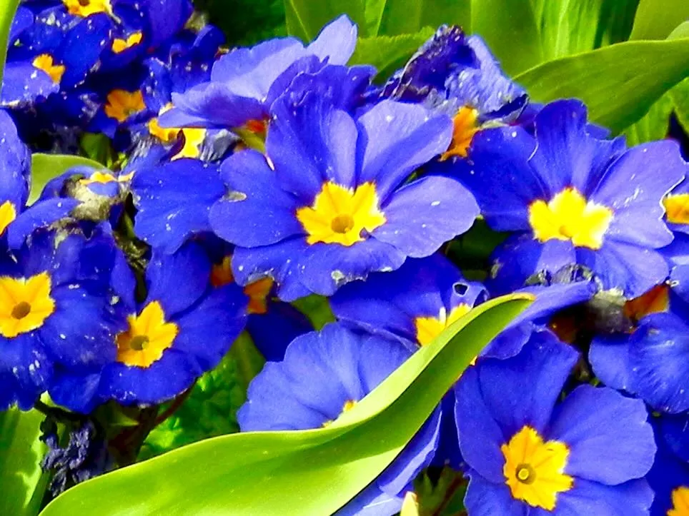 Primula 'Crescendo Blue Shades'