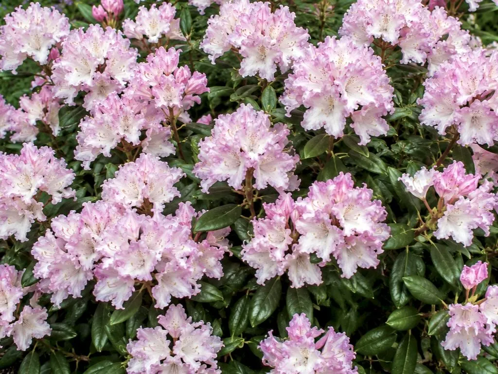 Rhododendron'Caroline Allbrook'