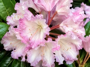 Rhododendron 'Caroline Allbrook'