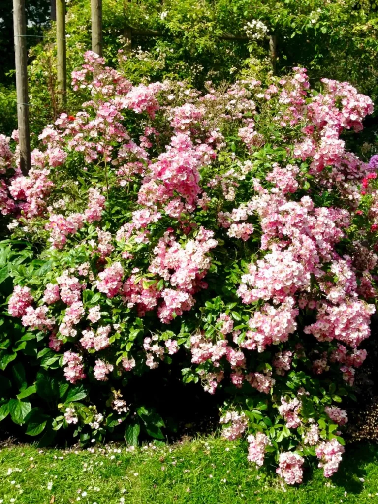 Rosa Ballerina-1 - Online Flower Garden Rosa'Ballerina' or Rose 'Ballerina'