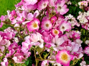 Rosa 'Ballerina' or Rose 'Ballerina'