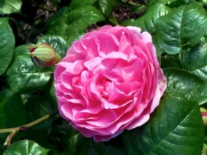 Rosa 'Hansa'