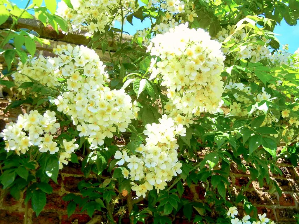 Rosa multiflora