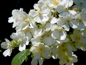 Rosa multiflora