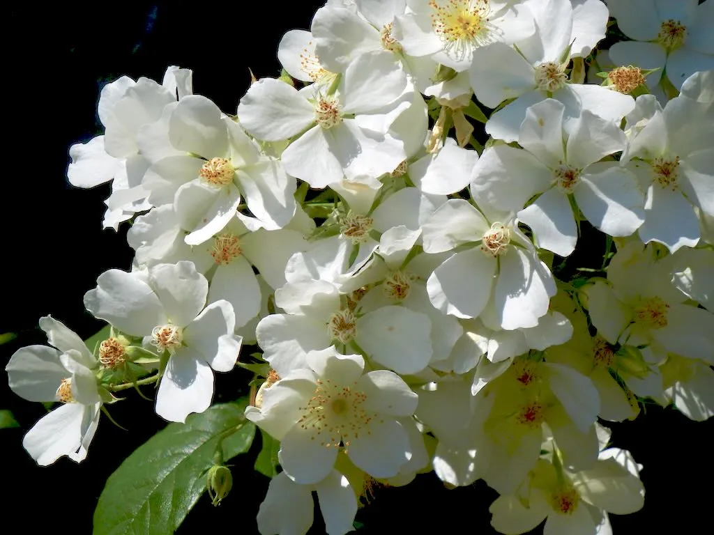 Rosa multiflora - Online Flower Garden Rosa multiflora