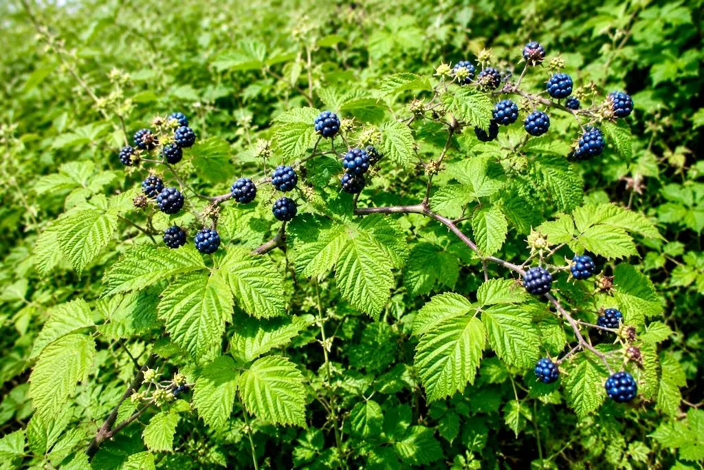 Rubus caesius-1 - Online Flower Garden Rubus caesius or European Dewberry