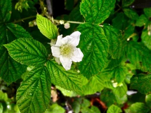 Rubus caesius or European Dewberry