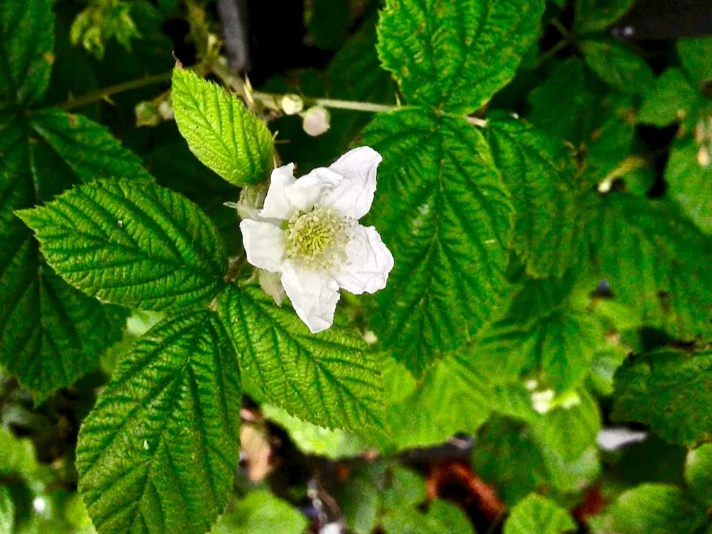Rubus caesius - Online Flower Garden Rubus caesius or European Dewberry