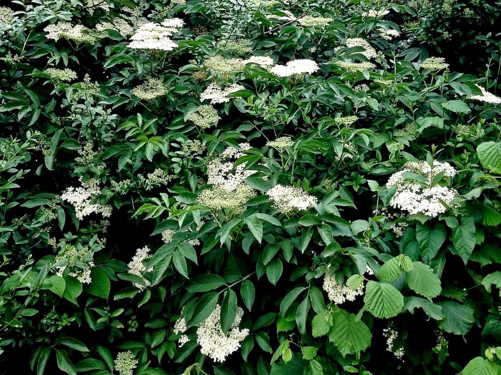 Sambucus canadensis