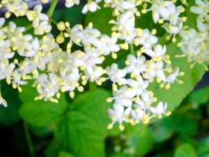 Sambucus canadensis