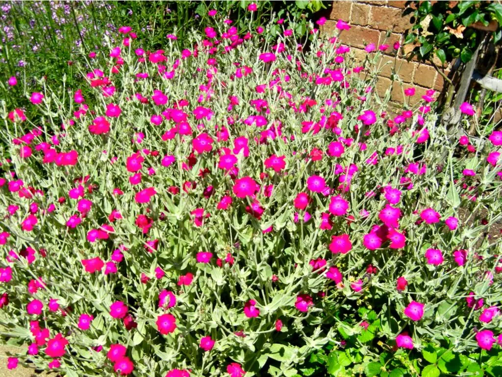 Silene coronaria