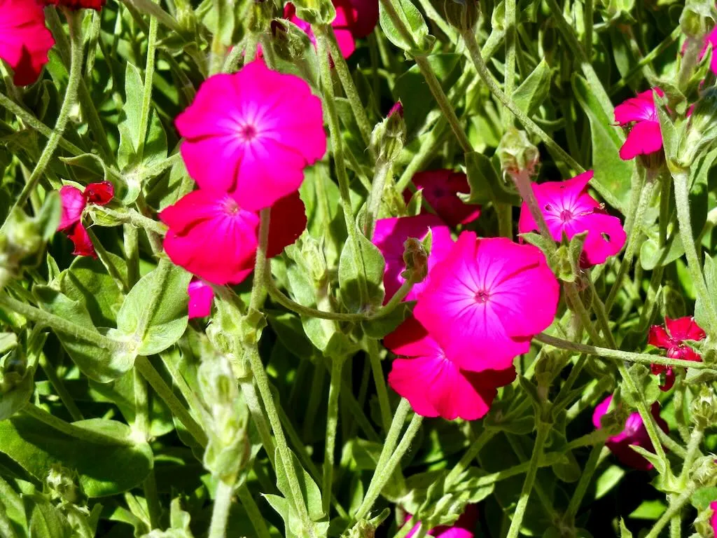 Silene coronaria
