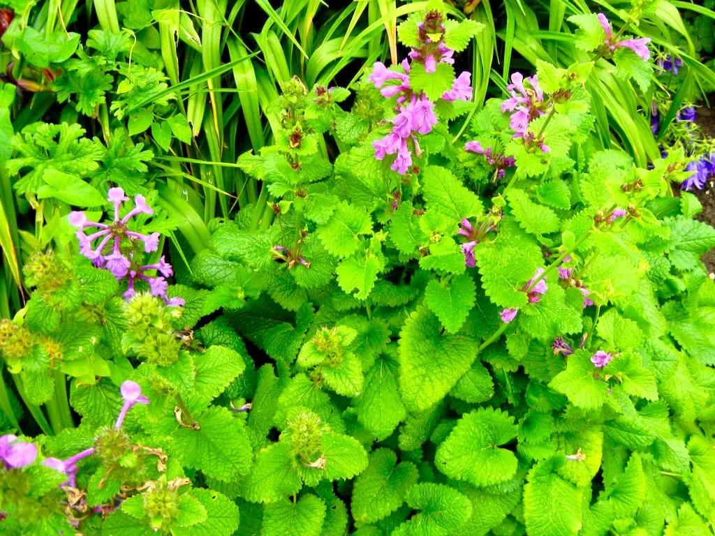 Stachys macrantha'Superba'