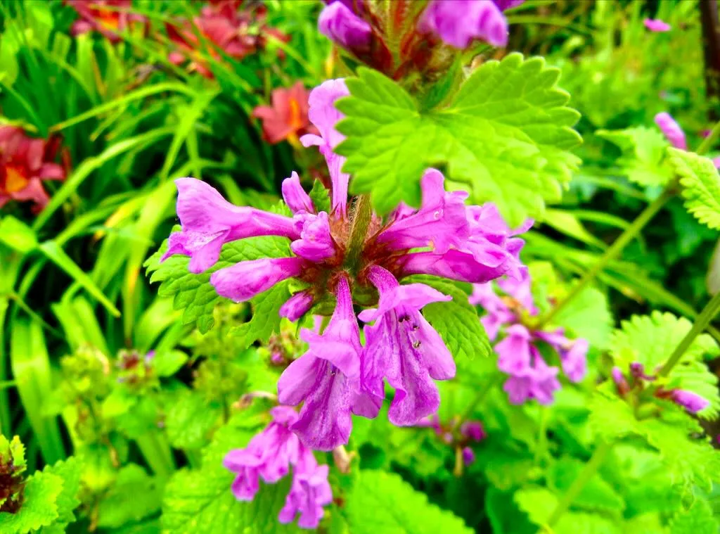 Stachys macrantha 'Superba'