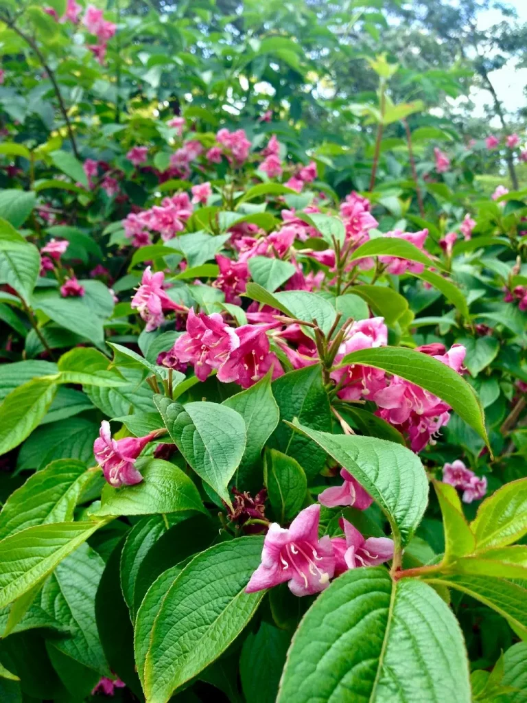 Weigela florida