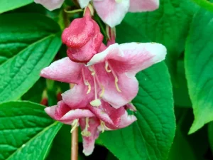 Weigela florida