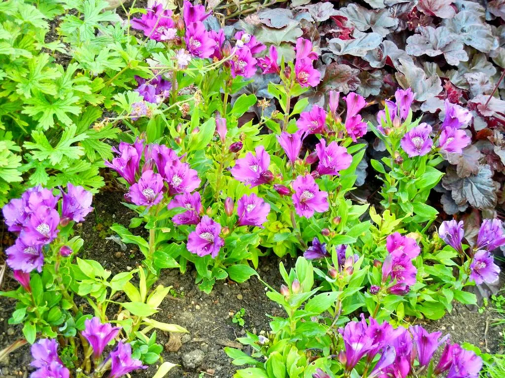 Alstroemeria 'Lucas'