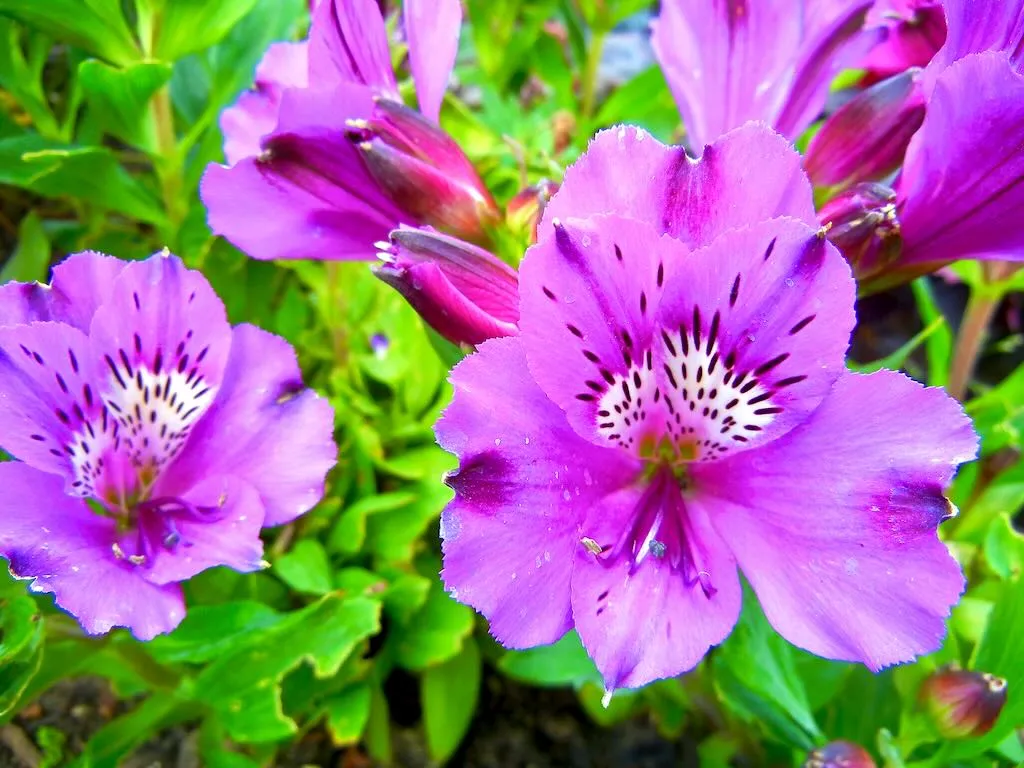 Alstroemeria 'Lucas'