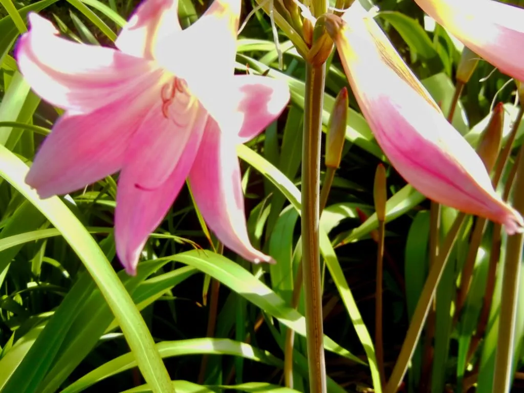 Amaryllis belladonna Purpurea Major - Online Flower Garden Amaryllis belladonna 'Purpurea Major'