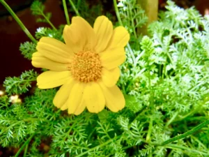 Anthemis biebersteiniana