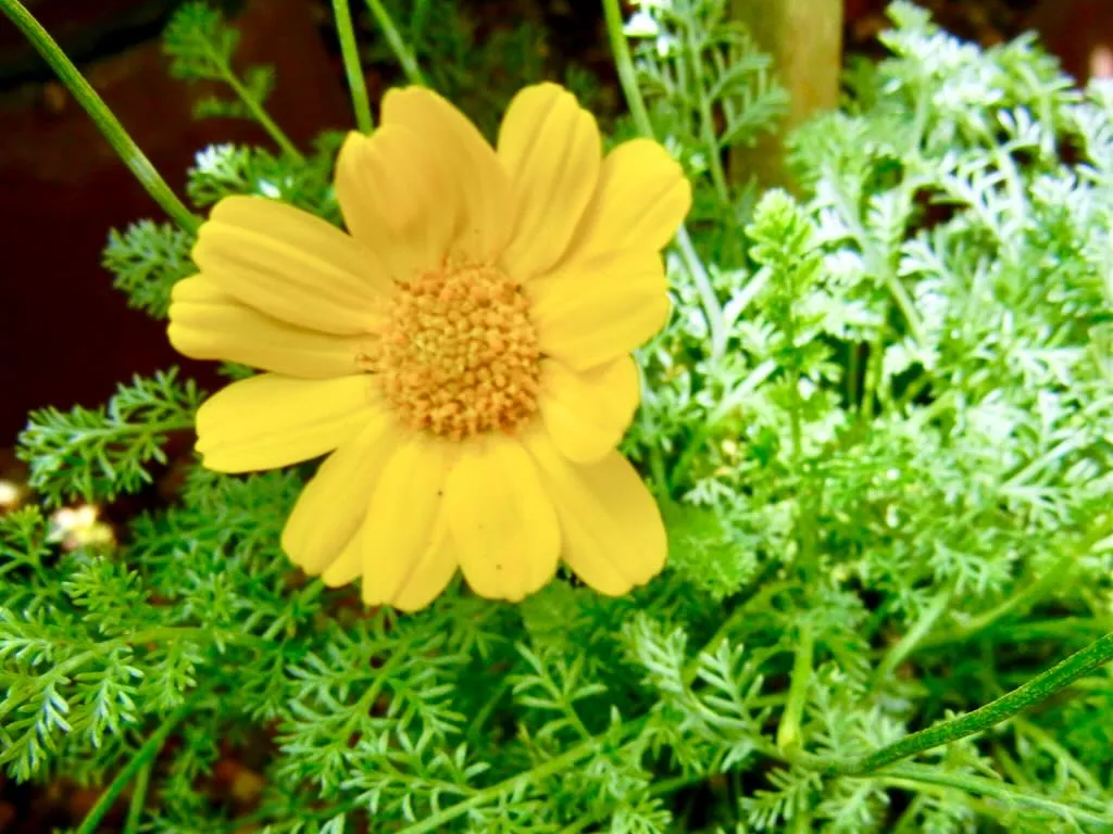 Anthemis biebersteiniana