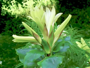 Cardiocrinum giganteum var. yunnanense