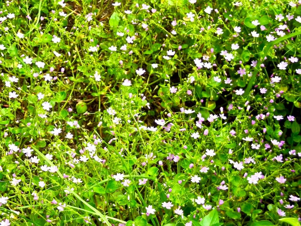 Claytonia sibirica