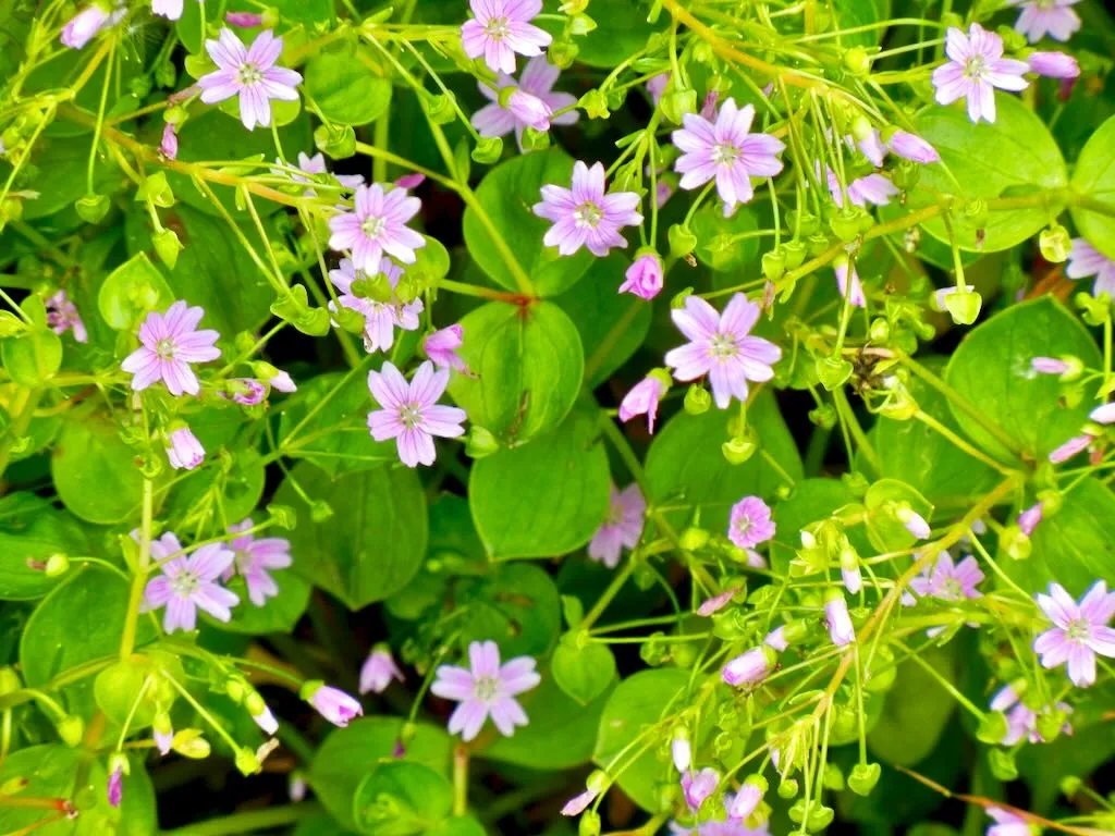 Claytonia sibirica