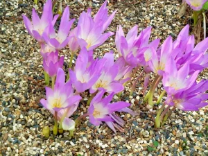 Colchicum speciosum