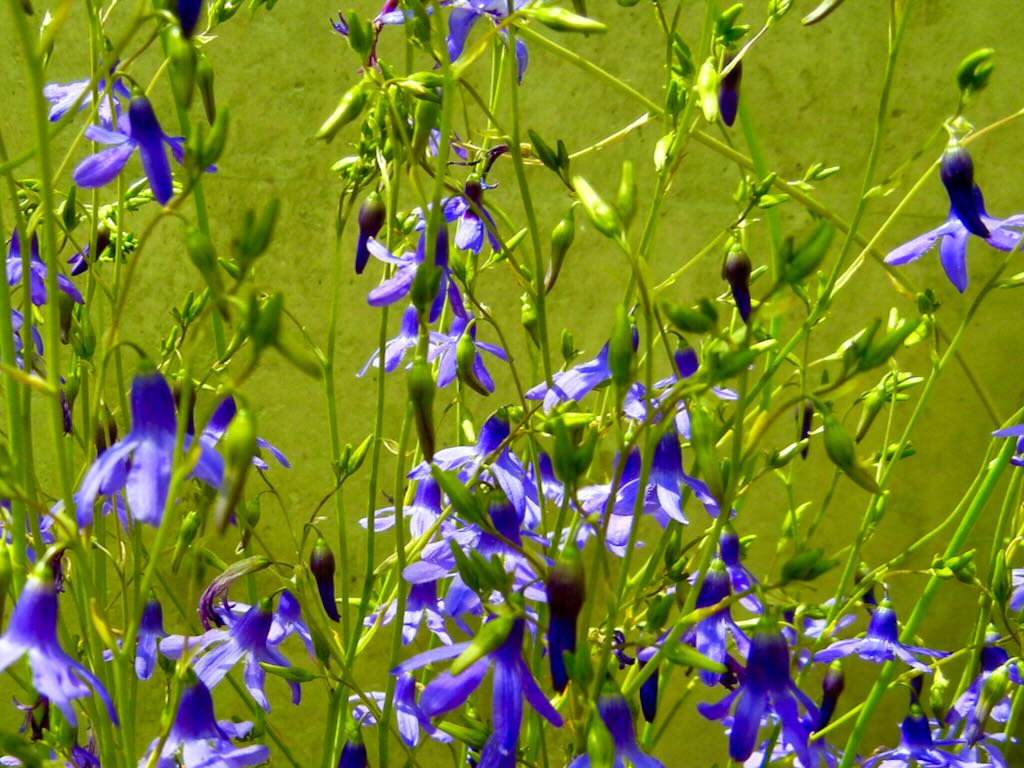 Conanthera campanulata