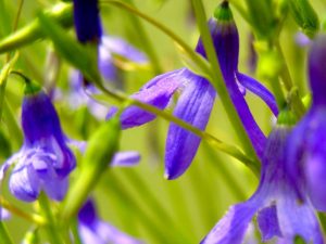 Conanthera campanulata