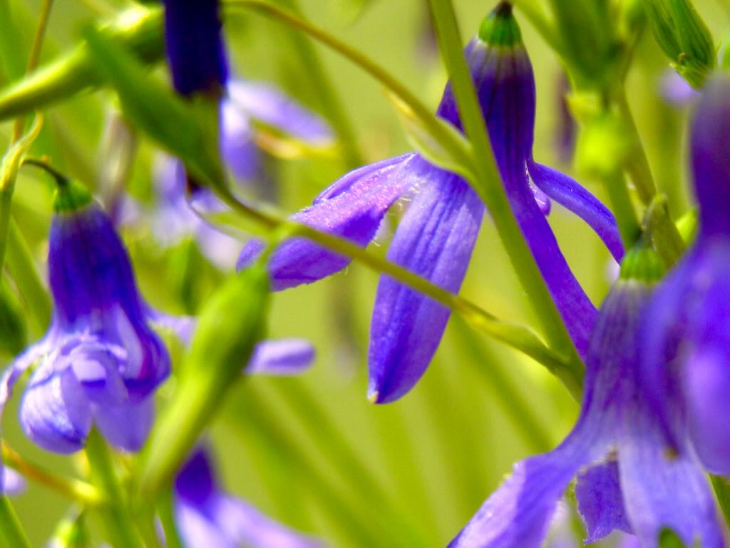 Conanthera campanulata