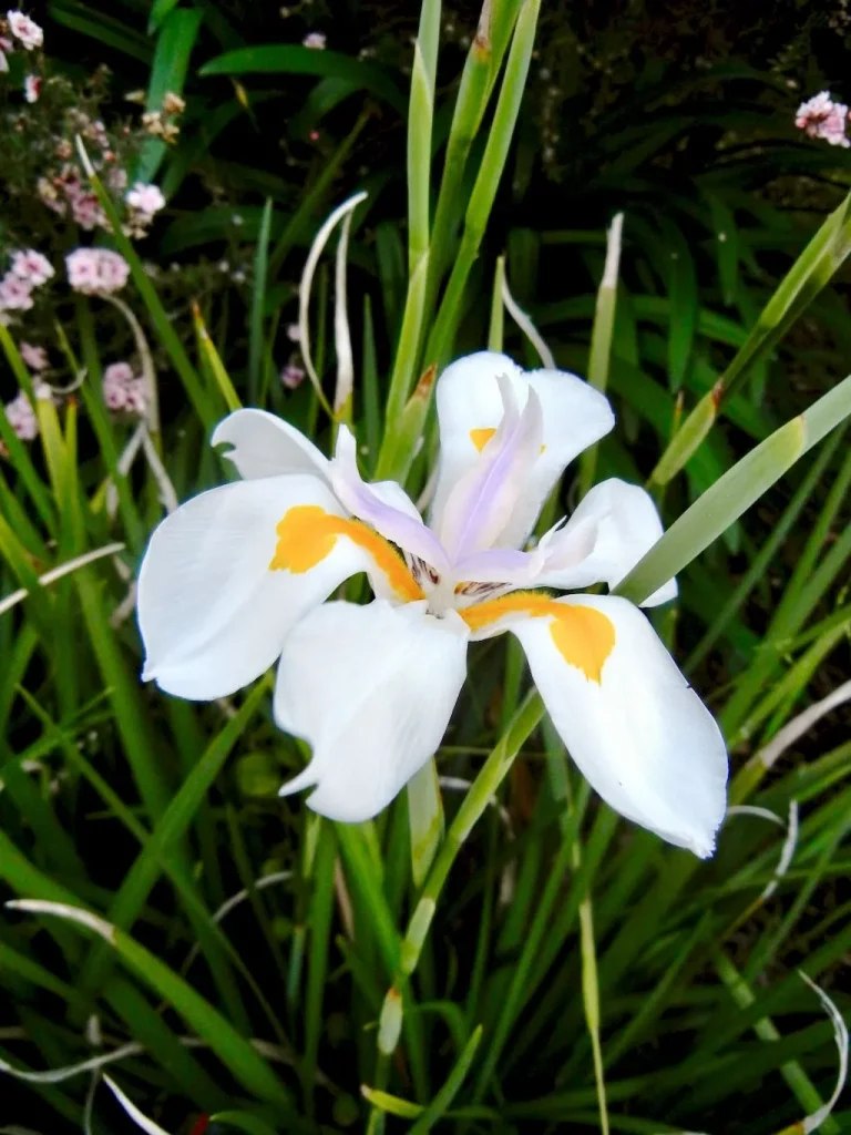 Dietes iridioides