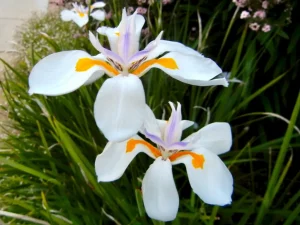 Dietes iridioides