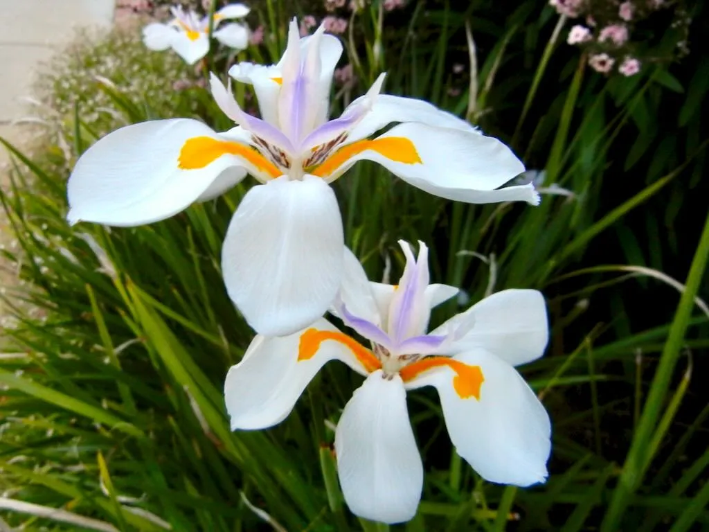 Dietes iridioides