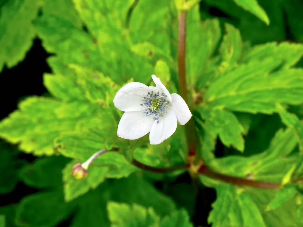 Eriocapitella rivularis or Anemone - Online Flower Garden Eriocapitella rivularis or Anemone rivularis