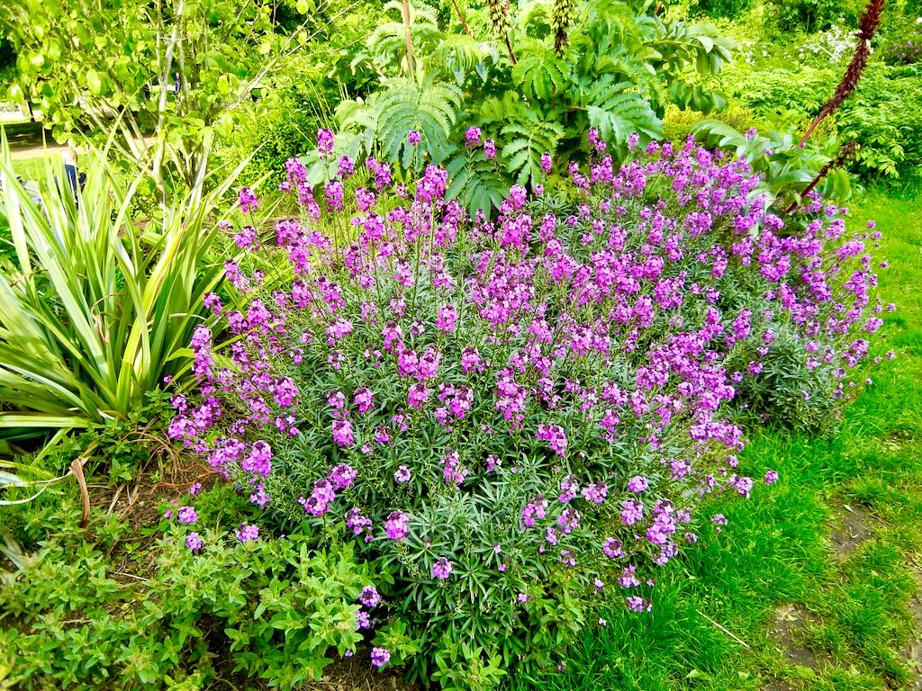 Erysimum Bowles's Mauve-1 - Online Flower Garden Erysimum'Bowles's Mauve'