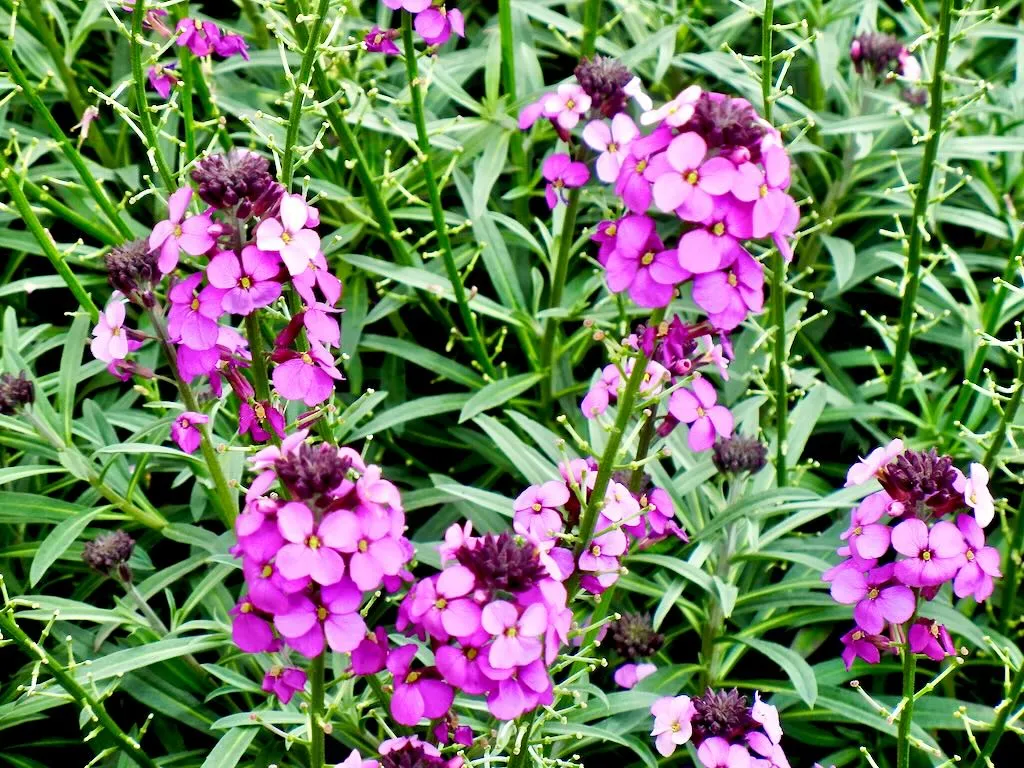 Erysimum Bowles's Mauve - Online Flower Garden Erysimum 'Bowles's Mauve'