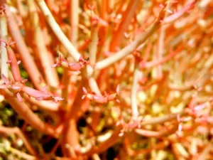 Euphorbia tirucalli 'Stick on Fire'
