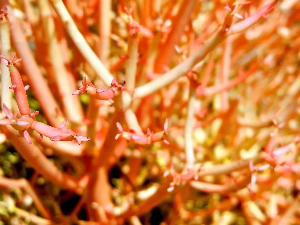 Euphorbia tirucalli 'Stick on Fire'