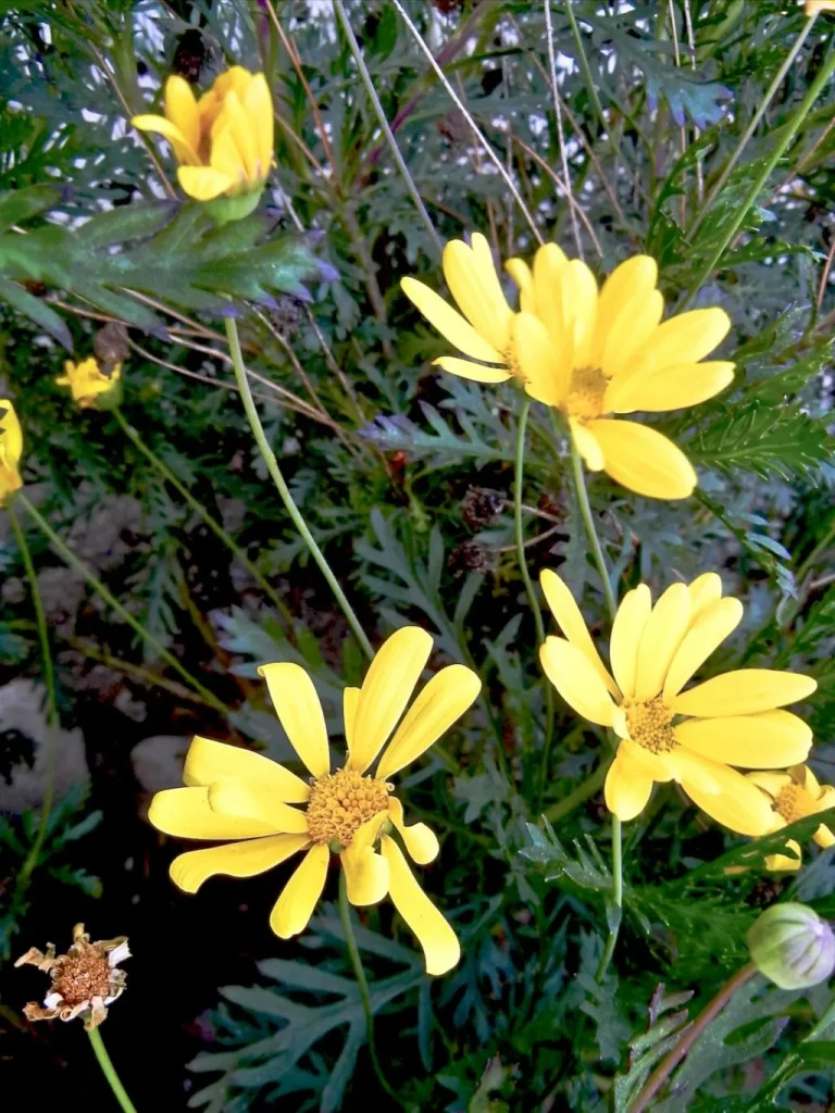 Euryops pectinatus