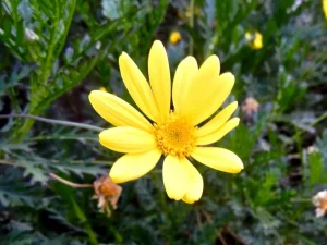 Euryops pectinatus