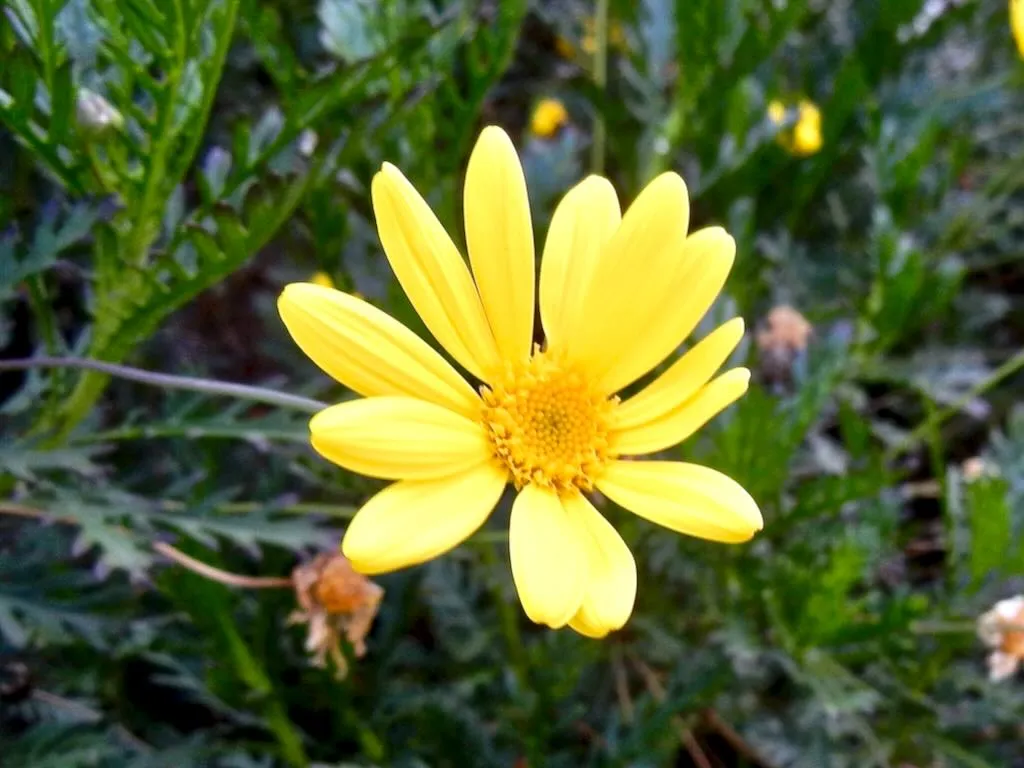 Euryops pectinatus