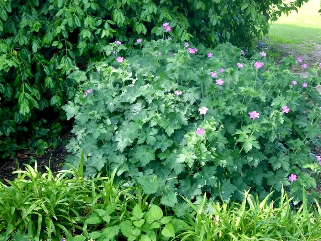 Geranium endressii