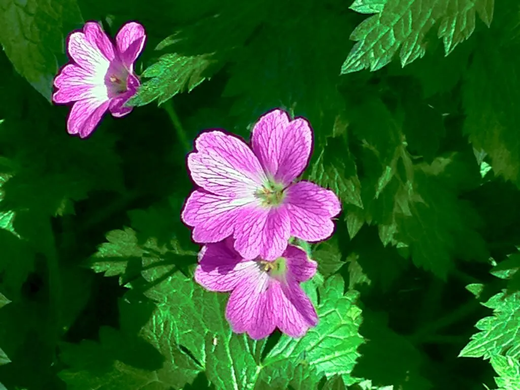 Geranium endressii