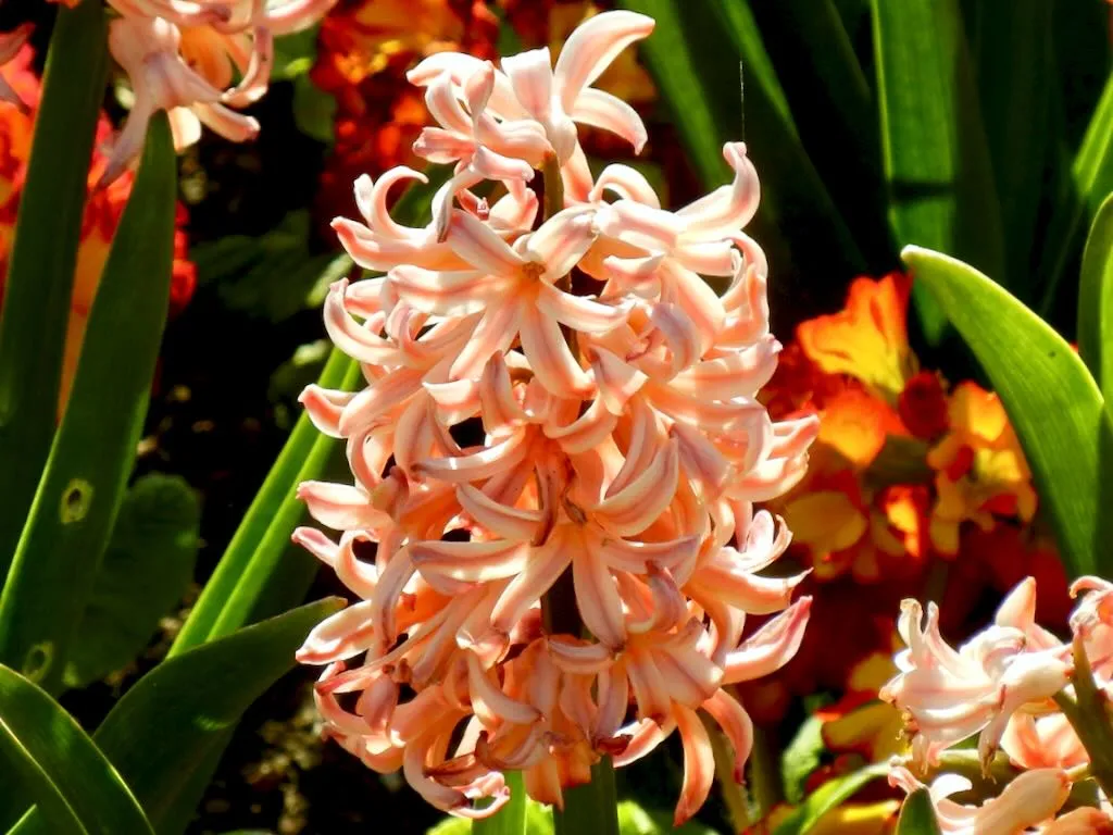 Hyacinthus orientalis Gipsy Queen - Online Flower Garden Hyacinthus orientalis 'Gipsy Queen'